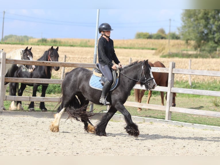 Tinker Wałach 4 lat 130 cm Kara in Bogaarden