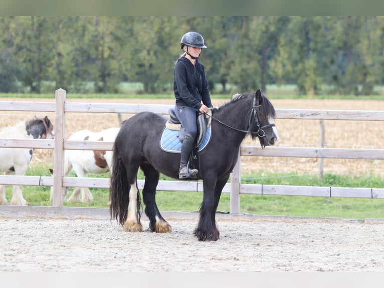 Tinker Wałach 4 lat 130 cm Kara in Bogaarden