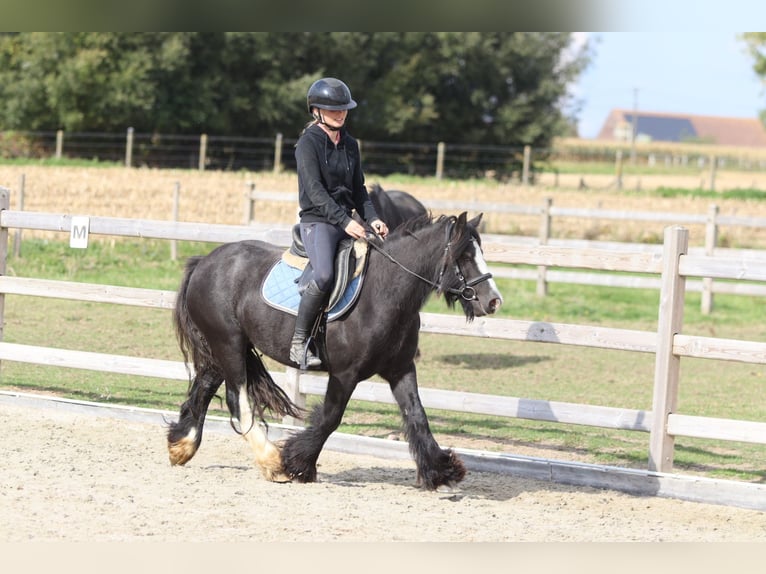 Tinker Wałach 4 lat 130 cm Kara in Bogaarden