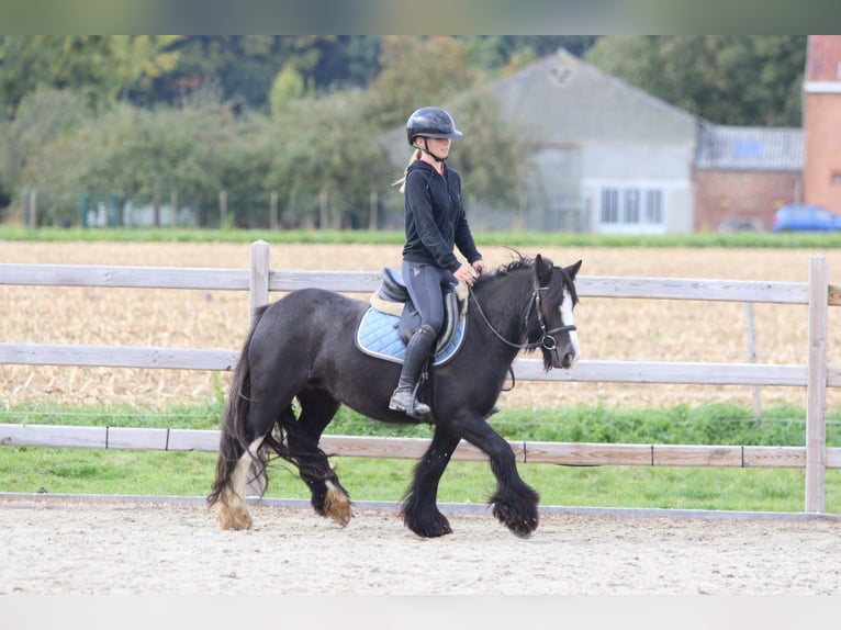 Tinker Wałach 4 lat 130 cm Kara in Bogaarden