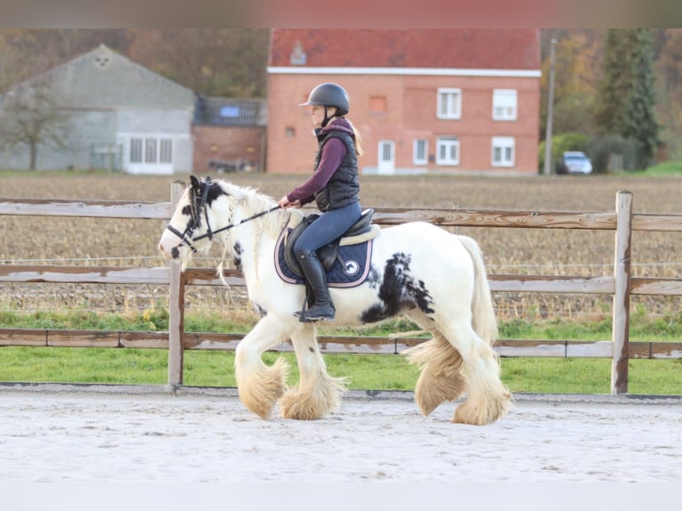 Tinker Wałach 4 lat 132 cm Srokata in Bogaarden