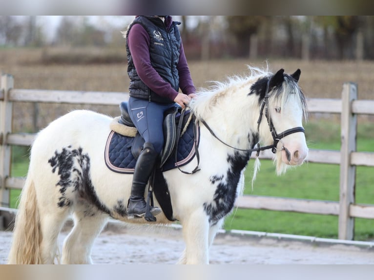 Tinker Wałach 4 lat 132 cm Srokata in Bogaarden