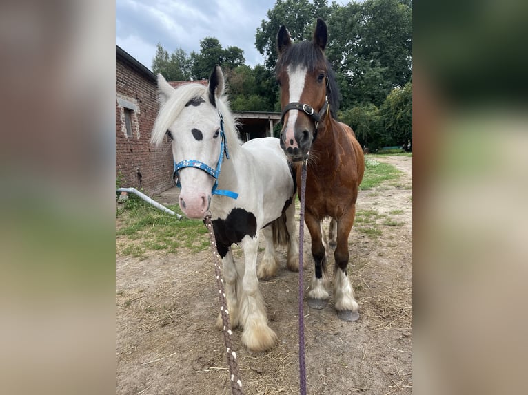 Tinker Wałach 4 lat 135 cm Srokata in Trebbin