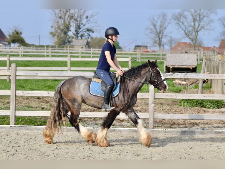 Tinker Wałach 4 lat 136 cm Kara in Pepingen