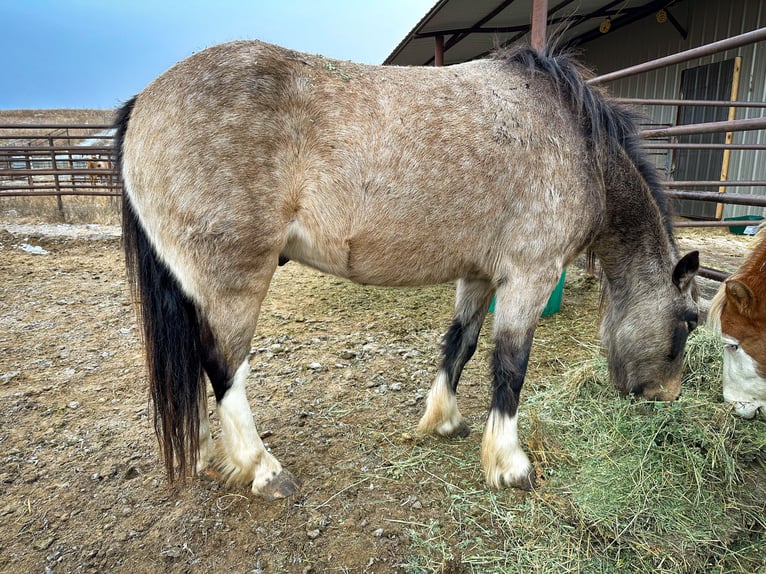 Tinker Mix Wałach 4 lat 137 cm Jelenia in Thedford