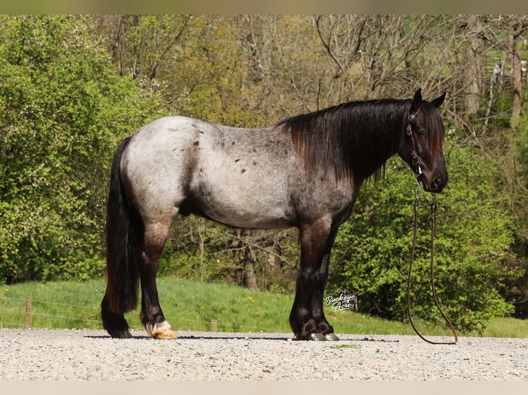 Tinker Mix Wałach 4 lat 137 cm Karodereszowata in Millersburg