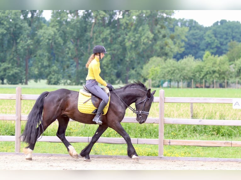 Tinker Wałach 4 lat 150 cm Kara in Bogaarden