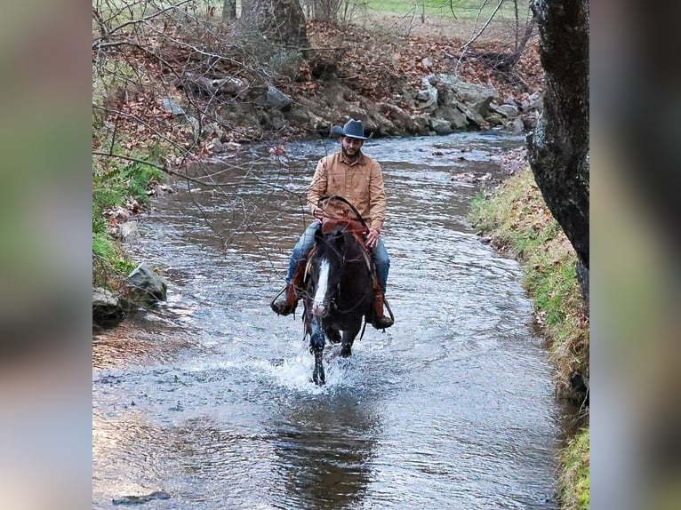 Tinker Mix Wałach 4 lat 150 cm Kara in Blairsville