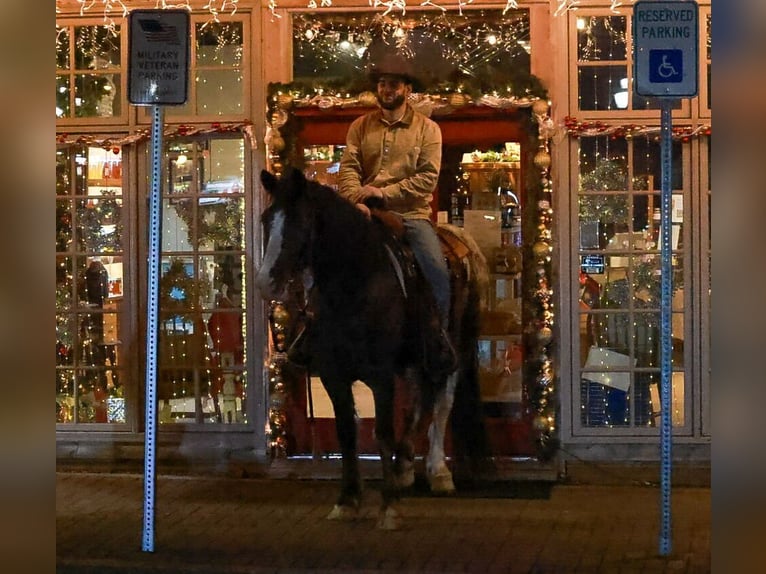 Tinker Mix Wałach 4 lat 150 cm Kara in Blairsville