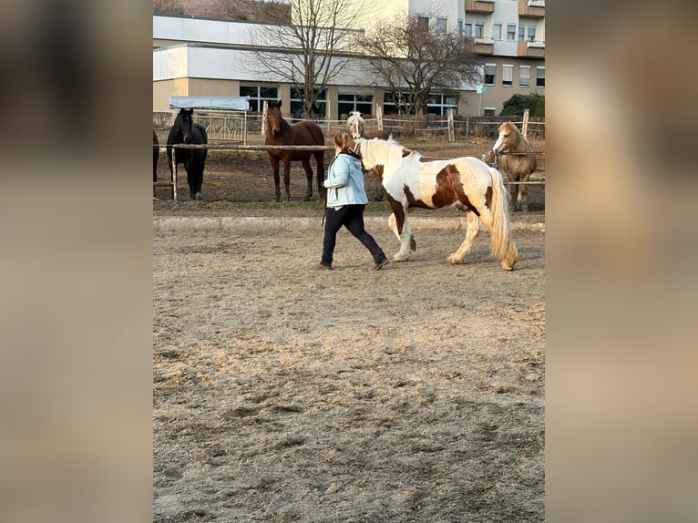 Tinker Mix Wałach 4 lat 150 cm Srokata in Mödling