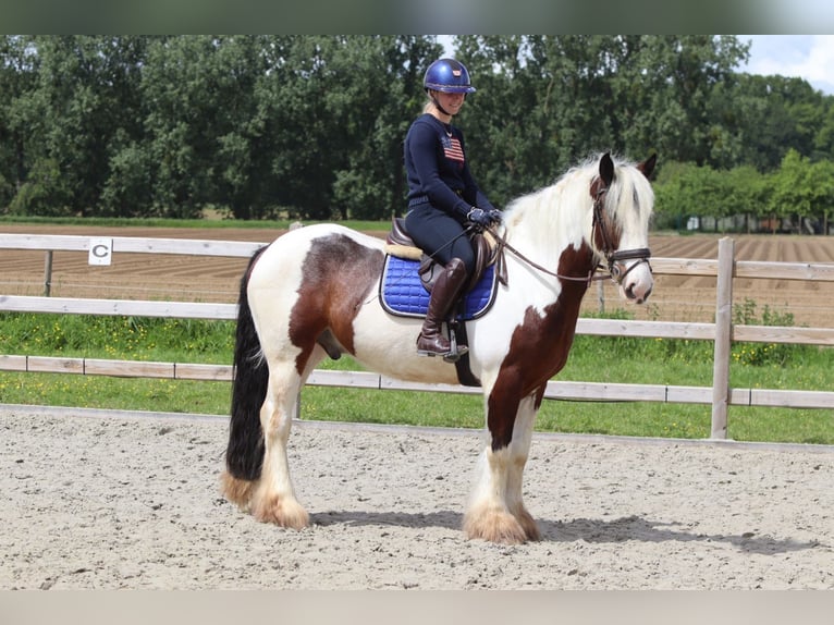Tinker Wałach 4 lat 151 cm Srokata in Pepingen