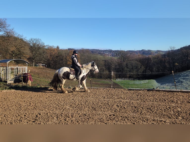 Tinker Wałach 4 lat 152 cm Srokata in Morsbach