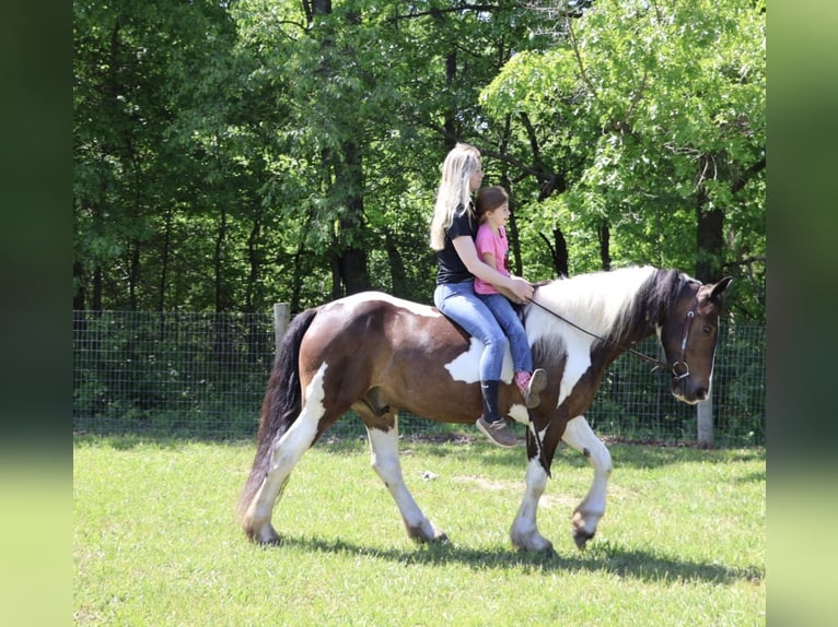 Tinker Mix Wałach 4 lat 163 cm Srokata in Howell