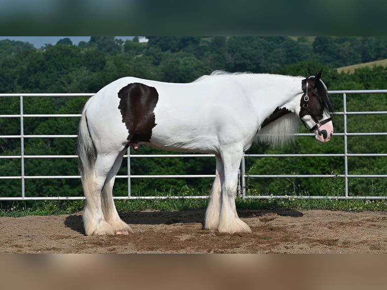 Tinker Wałach 4 lat Srokata in Millersburg