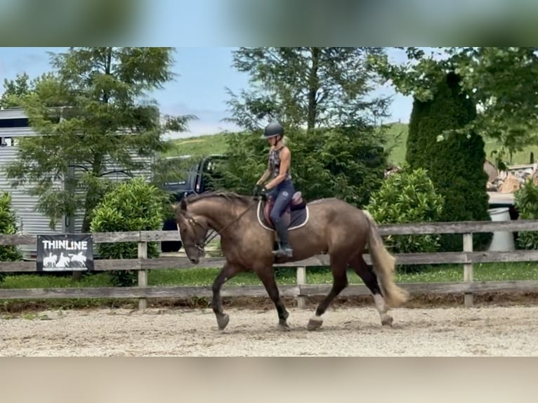 Tinker Mix Wałach 4 lat  in Gap