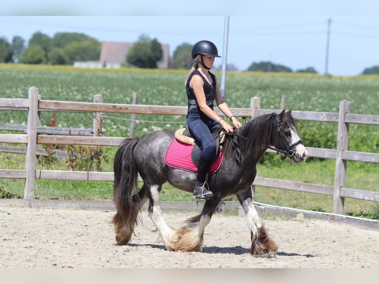 Tinker Wałach 5 lat 120 cm Karodereszowata in Pepingen