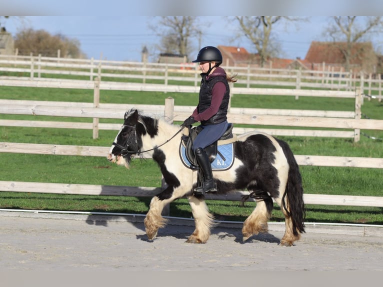 Tinker Wałach 5 lat 124 cm Srokata in Bogaarden