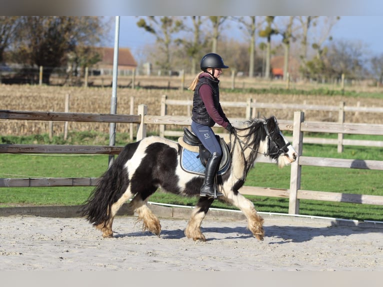 Tinker Wałach 5 lat 124 cm Srokata in Bogaarden