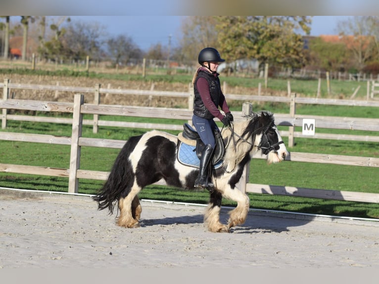 Tinker Wałach 5 lat 124 cm Srokata in Bogaarden
