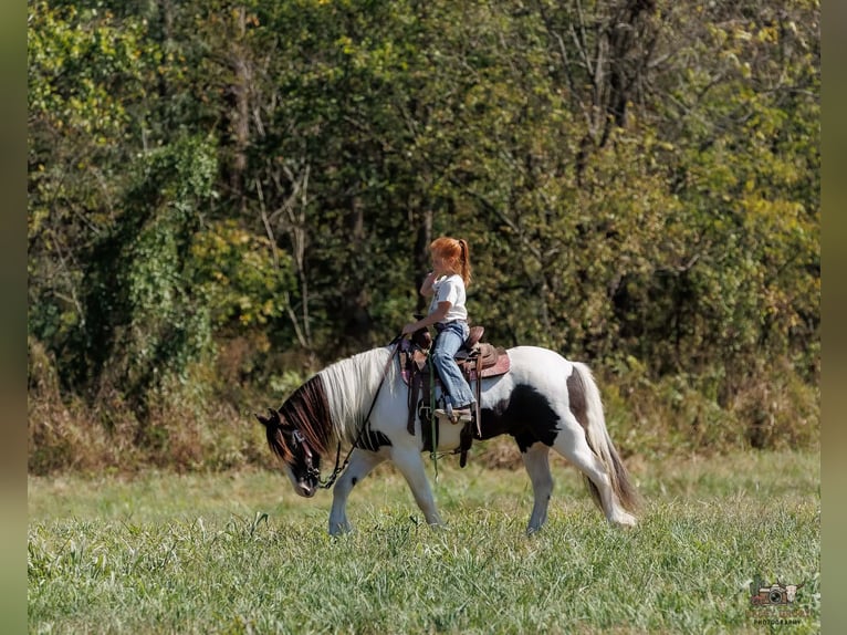 Tinker Wałach 5 lat 124 cm Srokata in Auburn