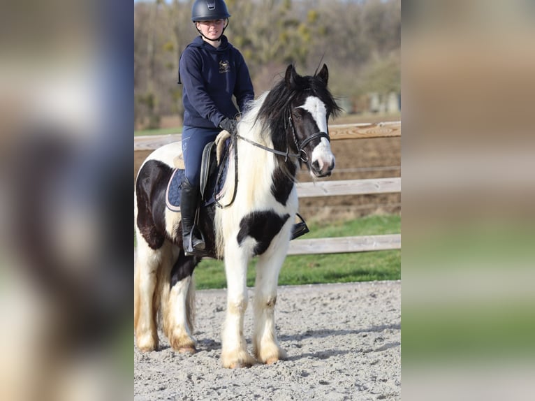 Tinker Wałach 5 lat 135 cm Srokata in Pepingen