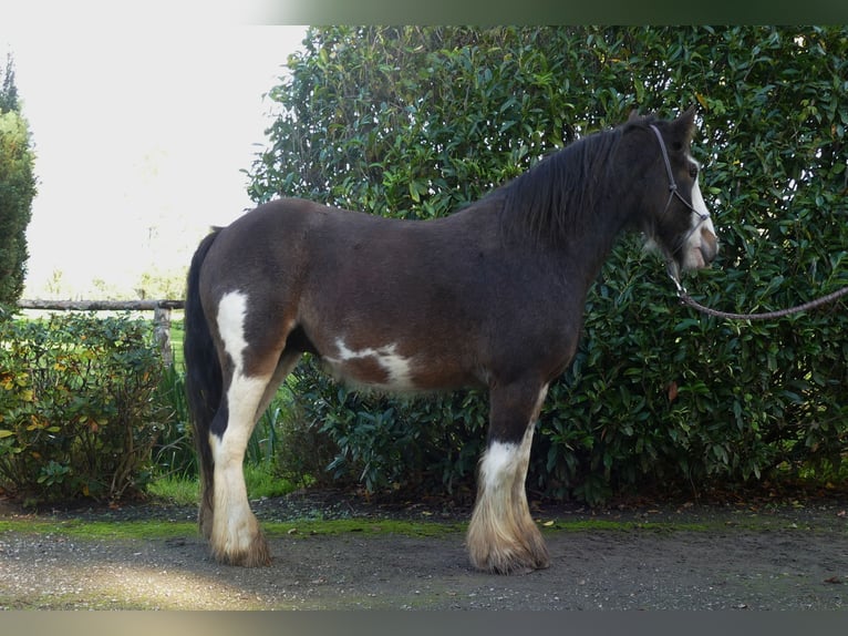 Tinker Wałach 5 lat 137 cm Srokata in Lathen