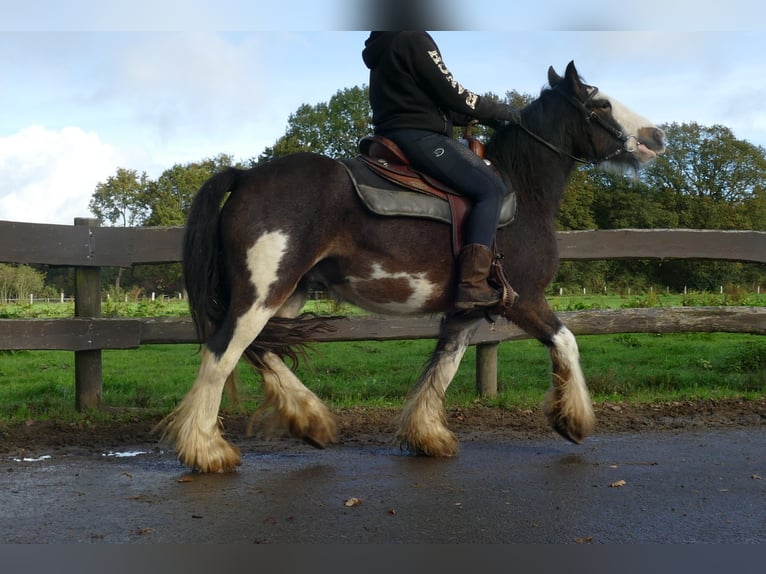Tinker Wałach 5 lat 137 cm Srokata in Lathen