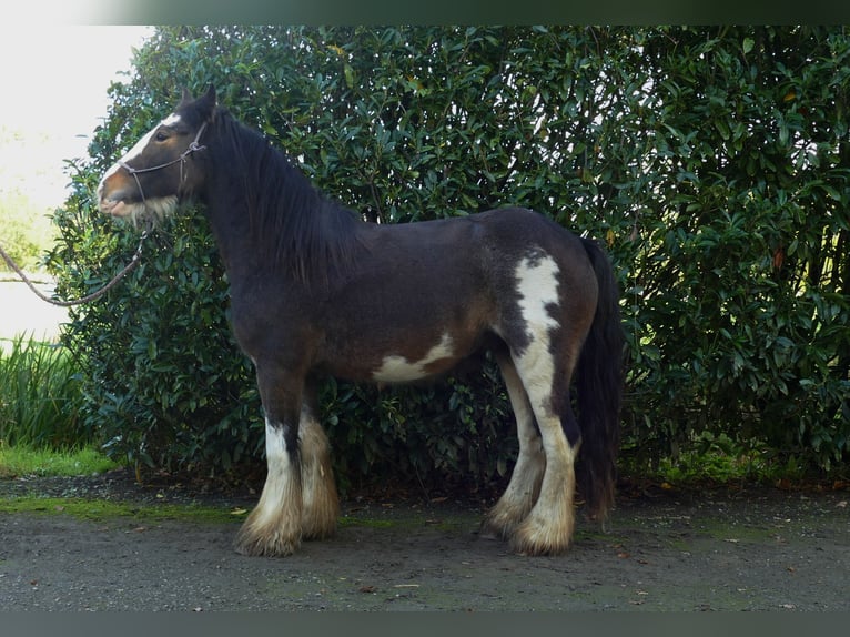 Tinker Wałach 5 lat 137 cm Srokata in Lathen