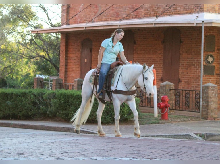 Tinker Wałach 5 lat 142 cm Siwa w hreczce in Rusk, TX