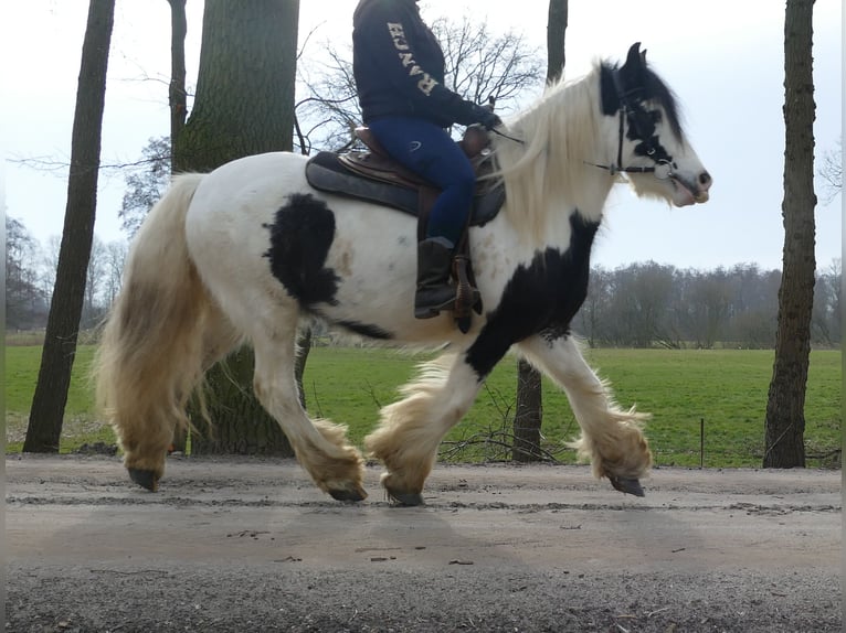 Tinker Wałach 5 lat 142 cm Srokata in Lathen