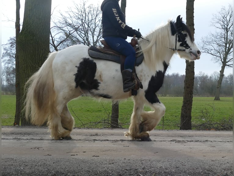 Tinker Wałach 5 lat 142 cm Srokata in Lathen