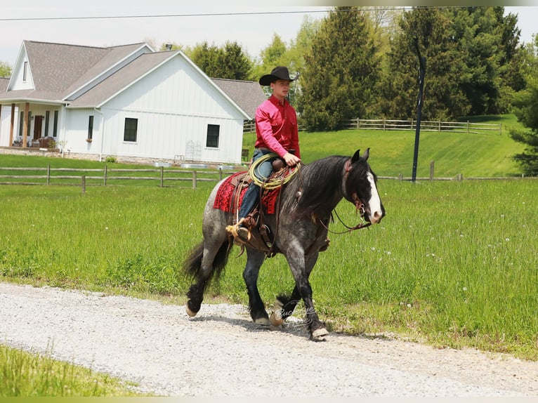 Tinker Mix Wałach 5 lat 145 cm Karodereszowata in Millersburg
