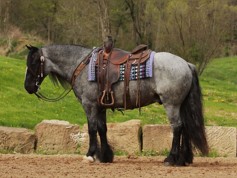 Tinker Mix Wałach 5 lat 145 cm Karodereszowata in Millersburg