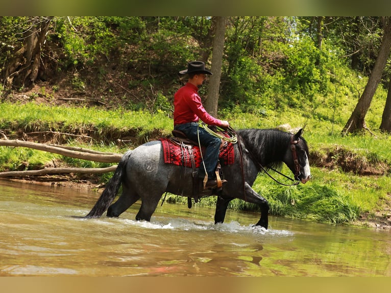 Tinker Mix Wałach 5 lat 145 cm Karodereszowata in Millersburg