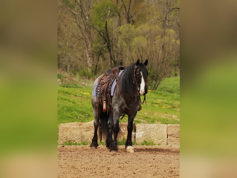 Tinker Mix Wałach 5 lat 145 cm Karodereszowata in Millersburg