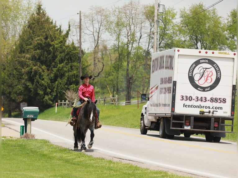 Tinker Mix Wałach 5 lat 145 cm Karodereszowata in Millersburg