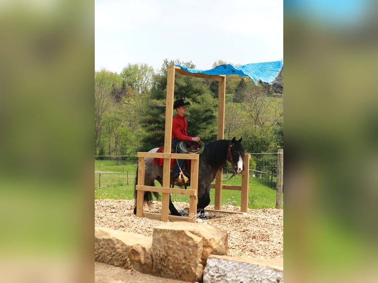 Tinker Mix Wałach 5 lat 145 cm Karodereszowata in Millersburg