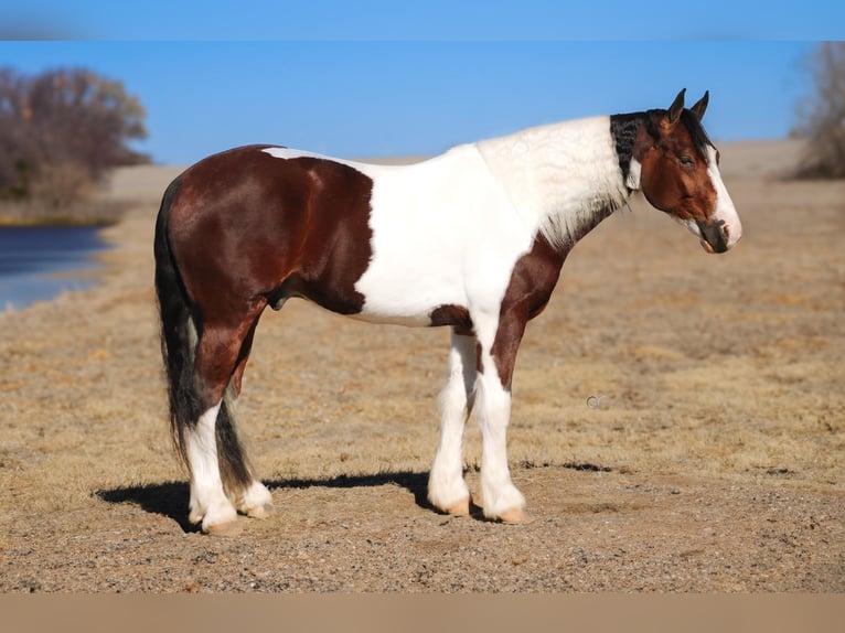 Tinker Mix Wałach 5 lat 145 cm Srokata in Amarillo