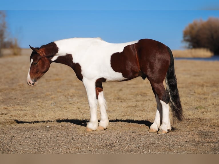 Tinker Mix Wałach 5 lat 145 cm Srokata in Amarillo
