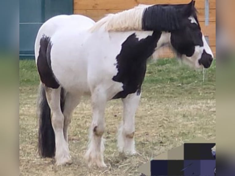 Tinker Wałach 5 lat 150 cm Karosiwa in Ailertchen
