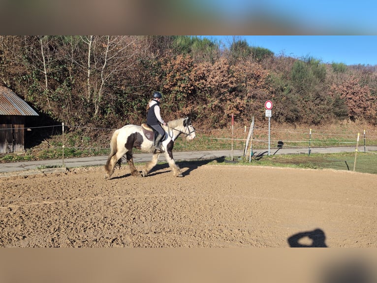 Tinker Wałach 5 lat 152 cm Srokata in Morsbach