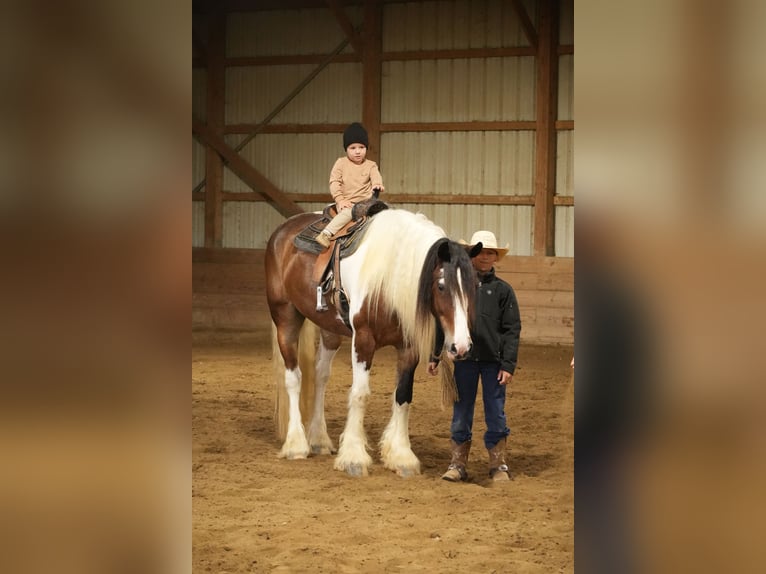 Tinker Mix Wałach 5 lat 152 cm Srokata in Fresno