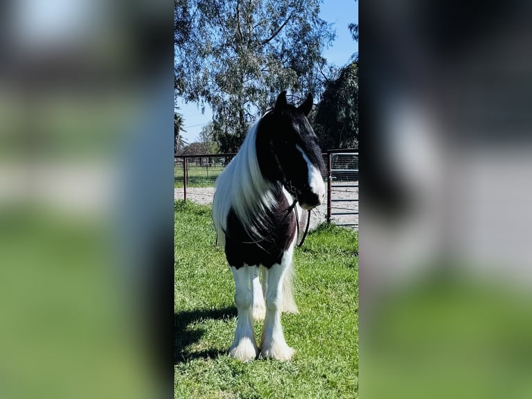 Tinker Wałach 5 lat 155 cm Srokata in Gerber