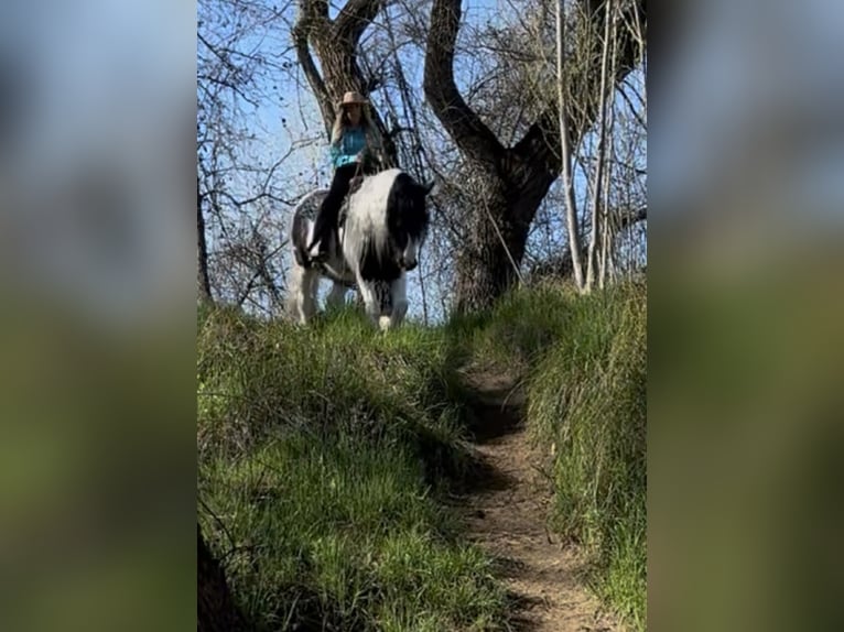 Tinker Wałach 5 lat 155 cm Srokata in Gerber