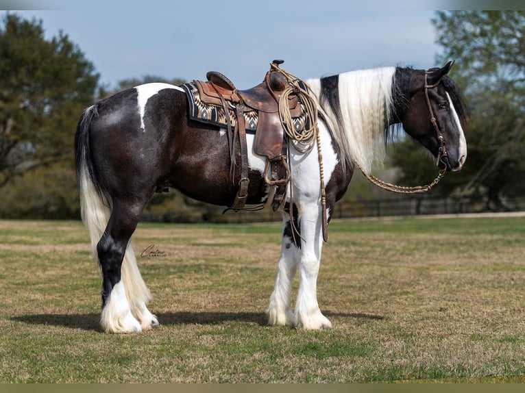 Tinker Mix Wałach 5 lat 163 cm Srokata in Fort Worth