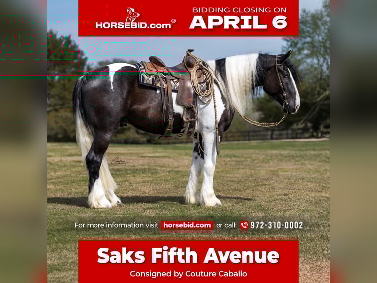 Tinker Mix Wałach 5 lat 163 cm Srokata in Fort Worth