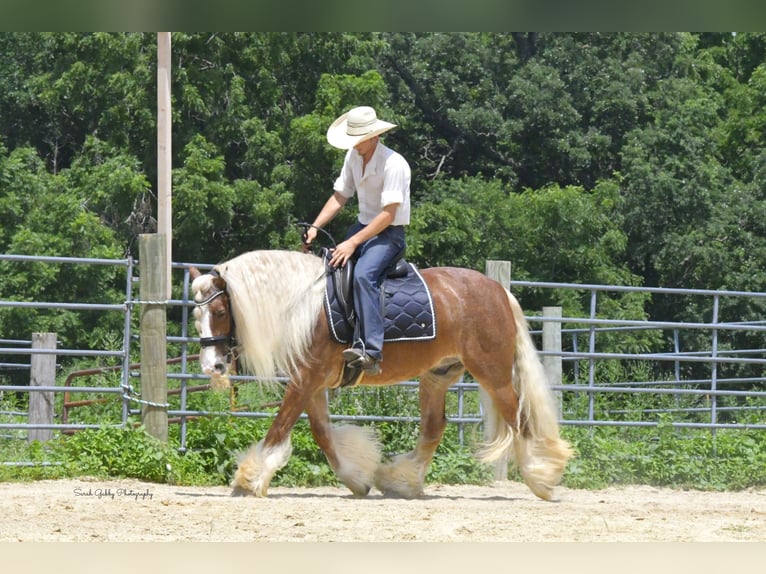 Tinker Wałach 5 lat Cisawa in Oelwein