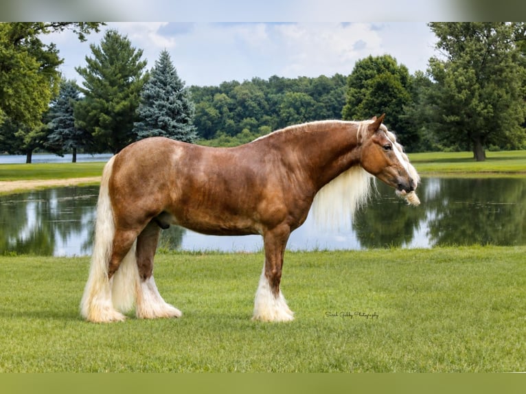Tinker Wałach 5 lat Cisawa in Oelwein