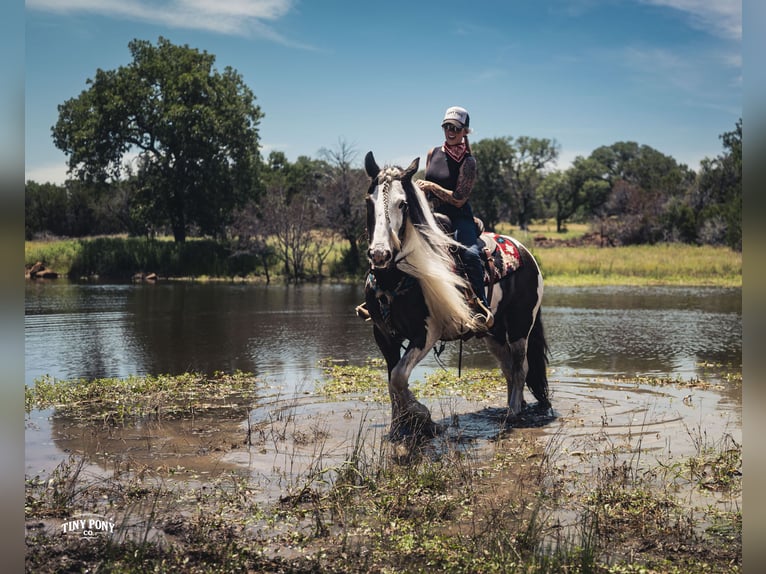 Tinker Wałach 5 lat Srokata in Jacksboro