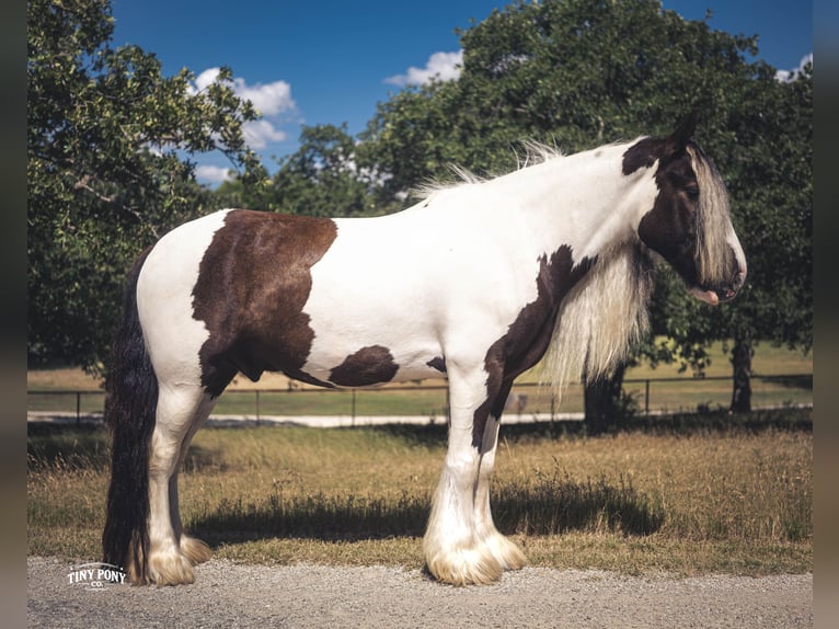 Tinker Wałach 5 lat Srokata in Jacksboro